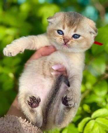 dişi quzu: Britan, Dişi — 6