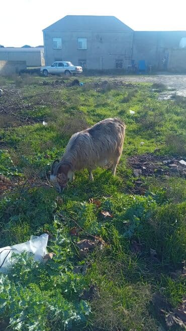 Kənd təsərrüfatı quşları: Təsvir: - Qoyun-keçi - Rənglər: qara, (uzun tüklü). - Şaqqalı — 3