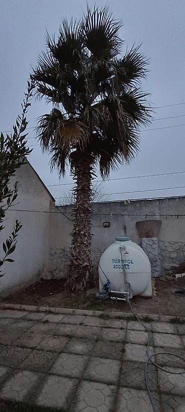 Çöl bitkiləri: Satılır: Hündür dekorativ palma ağacı Palma ağacı Ramana qesebesindedi — 2