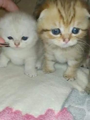 qax heyvan: Шотландская — 2