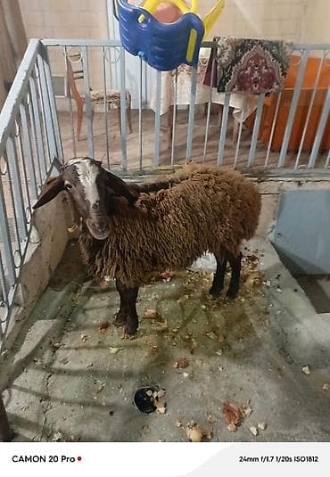 qoyun mal: Qoyun – yerli quyruqlu tip - Cins tipi: yerli (quyruqlu), qara — 9