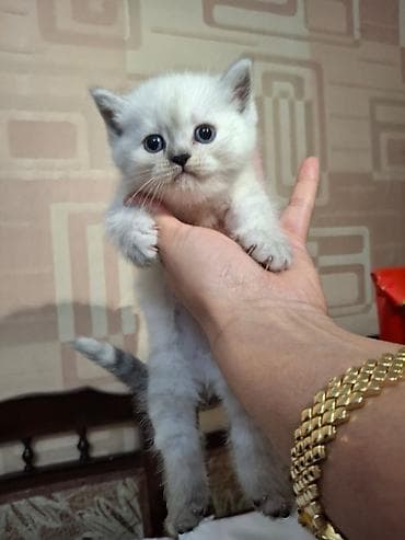 shotland pişik: Fars, Dişi, Ünvandan götürmə — 10