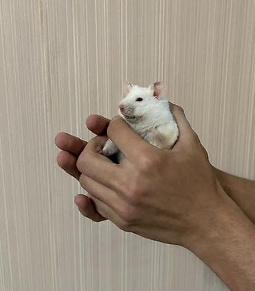 Ağ rəngli hamster Barter olunur - Növ: dekorativ hamster (ağ tüklü