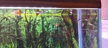 Balıqlar: Quppi, Sülhsevər, Ünvandan götürmə — 4