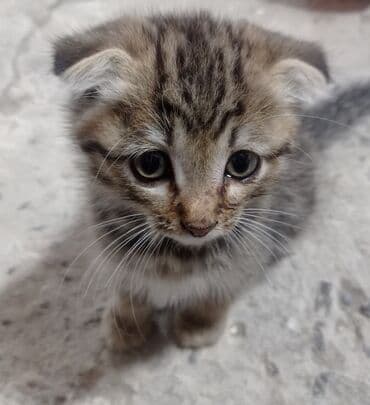 pişiy balaları: Britan yastı qulaq, Erkək, Yaxşı əllərə, Ünvandan götürmə — 1