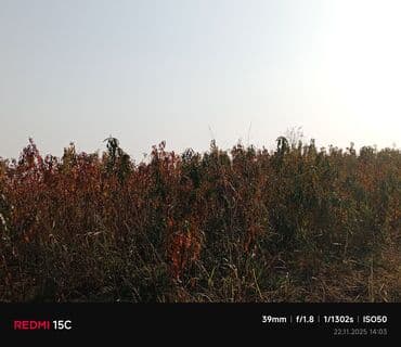 meyvə ağacı: Məhsul: Meyvə ağacı tingləri (fidanlar) Təsvir: - Açıq sahədə — 2