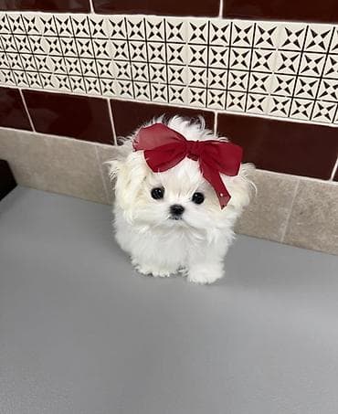 Şpitz, 2 ay, Sənədli