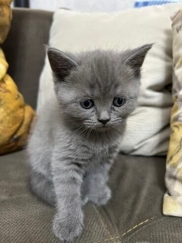 pişik şekileri: Britan, Dişi — 1