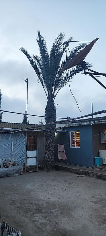 pul agaci: Xurma xurması (palma ağacı) – həyət və bağ üçün dekorativ iri ağac - — 2