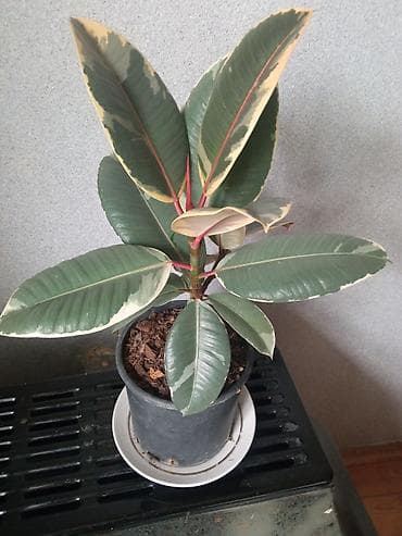 ürək gül şəkilləri: Fikus bitkisi — 1