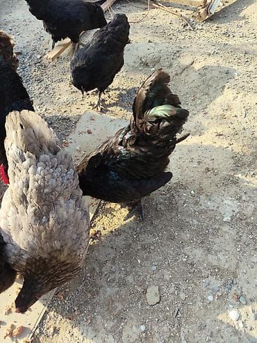 alabay sekilleri: Avstralop temiz qandı barterde ederem Təsvir: - Qara və boz rəng — 3
