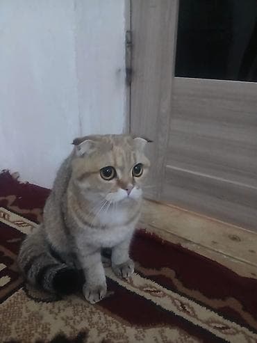 Şotland yastı qulaq