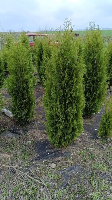 ağaç: Qiyməti 1 meteresi 80 AZN çox götüren olsa qiymət dəyişəcək qiyməti 2 — 9