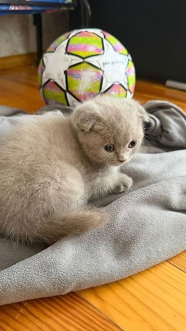 sort pişiklər: Şotland yastı qulaq — 3