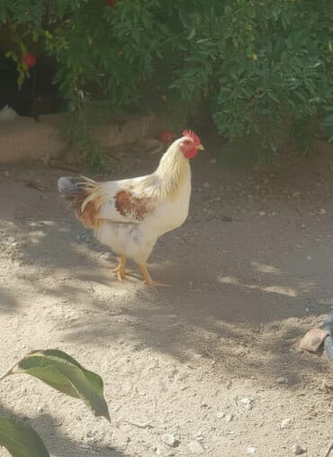 qu quşu və çöl qazı haqqında məlumat: Xoruz, il: 1, Ünvandan götürmə — 1