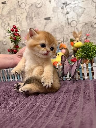 itler pikines type 1: Britan — 5