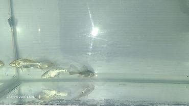 glofish balığı: Qızıl balıq, Sülhsevər — 3