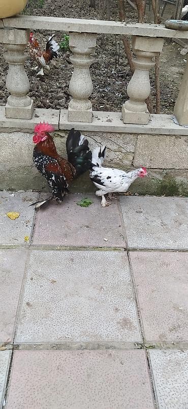 suda yaşayan heyvanlar haqqında məlumat: Cüt yaponka fərəsi yumurtayır. Fikri ciddi olan yazsin videosun atım — 1