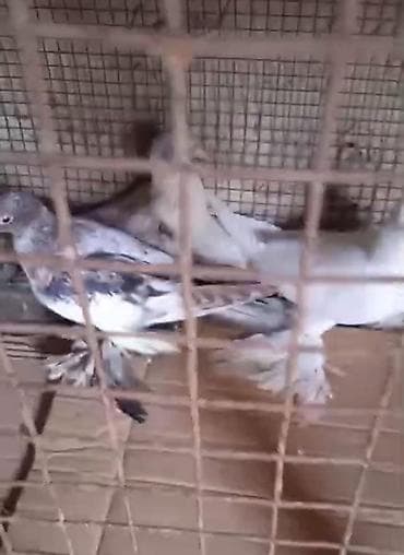 goyercin satışı: Dort eded iri lelekli qus satilir bir anadir iki bala olar kekilsizdir — 3