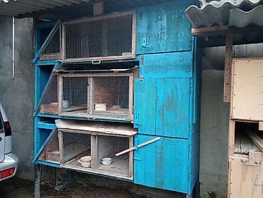 ucuz goyərcin: Satıram kredit mümkündür 4 dənə klıatka — 2