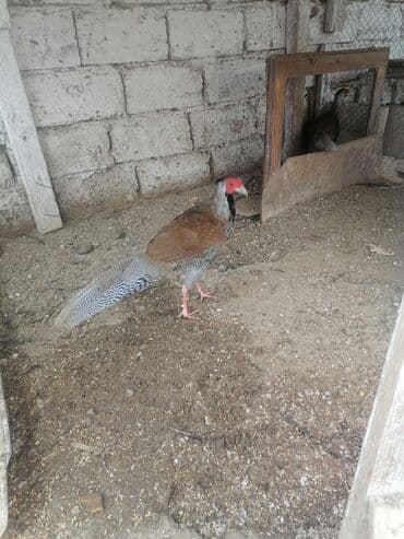 xoru: Ağ rəngdə toyuq və xoruz cütlüyü - Cins: dekorativ tipli ağ toyuq və — 2