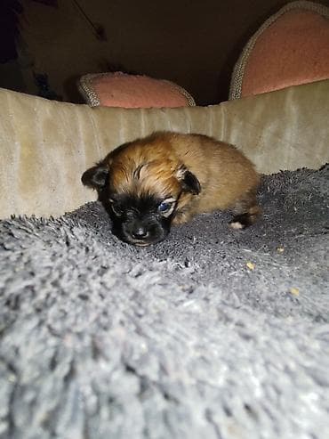 alabay itlerin satisi: Şpitz, 1 ay — 2