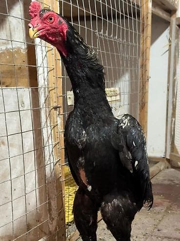 Heyvanlar üçün mallar: Tam Arjinal Oshamo Azərbaycanda çox az bu cür arjinal heyvan var real — 3