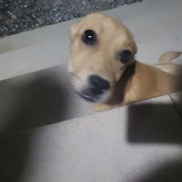 лабрадор: Labrador-retriver, 7 ay, Dişi, Cütləşmə üçün, Ünvandan götürmə — 3