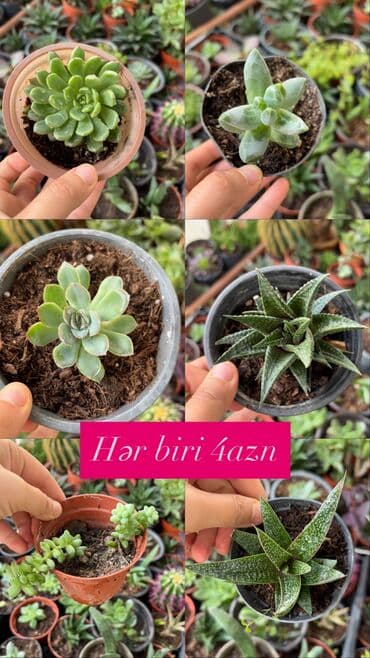 gül toxum satışı: , qiymət müxtəlifdir. Vatsapp mövcuddur!. Çatdırılma metrolara — 3