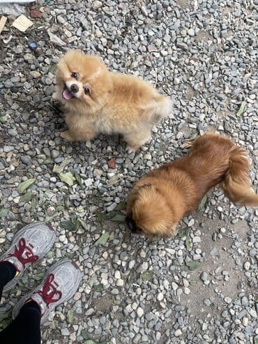 выгул собак бишкек: Шпиц, 4 года, Самец — 4