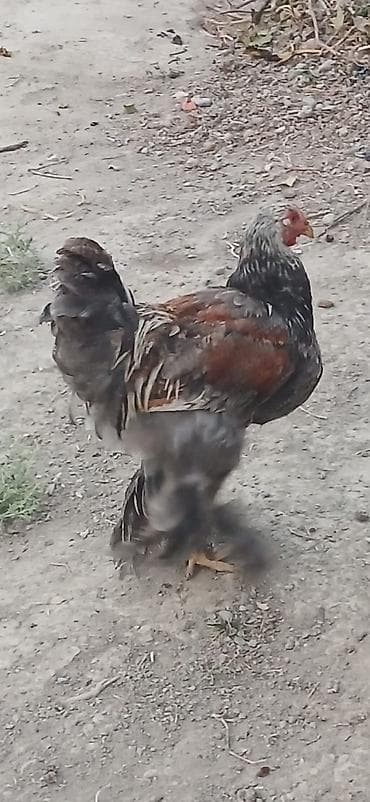 Satılır: lələkli ayaqlı yerli toyuq-xoruzlar (Brahma tipli)
