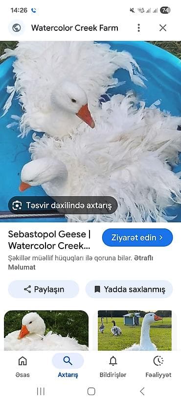 3ed 180 man Sebastopol qazları – dekorativ nadir cins - Cins