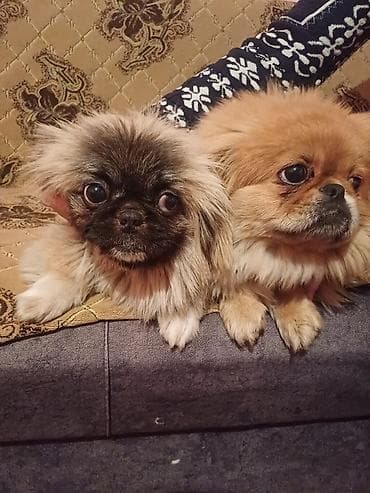 balonka itler: Pekines, 8 ay, Erkek, Peyvəndli, Ünvandan götürmə — 1