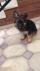 Alman çoban iti, 3 ay, Erkek, Peyvəndli, Ünvandan götürmə