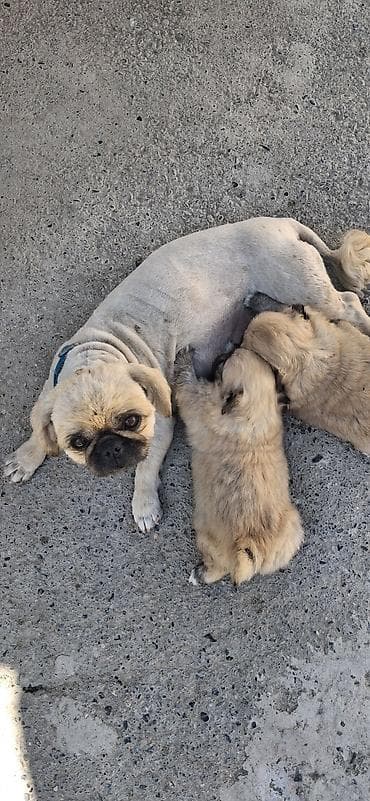 ovcarka satilir: Pekines, 1 ay, Dişi, Peyvəndli, Rayonlara çatdırılma — 6