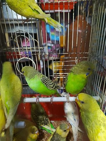 hamster satis: Valnisti papuqay alıram.Mən alıram Topdan satış kimdə Papuqay varsa — 1