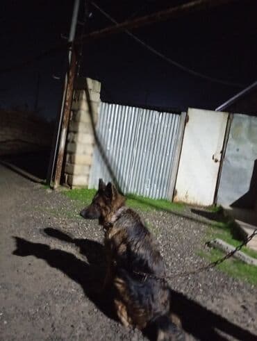 Alman çoban iti, 1 il, Dişi, Ünvandan götürmə