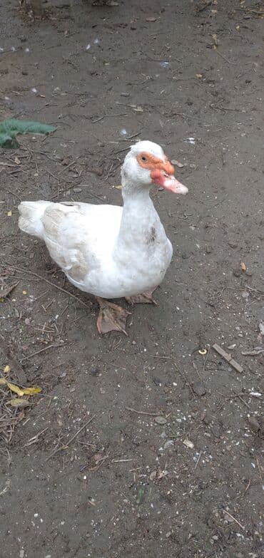 soya yemi: Erkək, Damazlıq, Ünvandan götürmə — 4