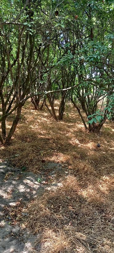 Qarajlar: 50 sot, Mülkiyyətçi, Kupça (Çıxarış) — 9