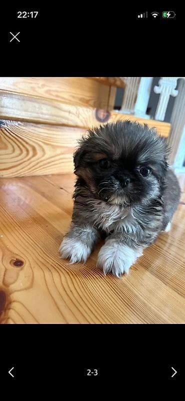 van pisiyi satilir: Pekines, 1 ay, Dişi — 2