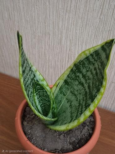 dibçek: Sansevieriya "Laurentii" (Qayınana dili) dibçəkdə ​Sansevieria otaq — 2