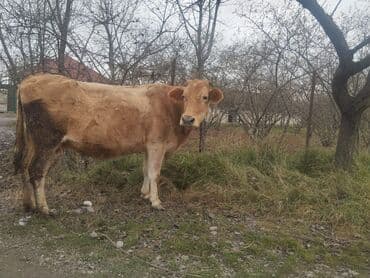 Qazlar: 2 ci qarın 8 aylıq boğazdı.süt 8 yaxşı.yaglı.sütü var sakit maldır — 3