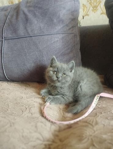 qız pişik adları: 1 aylıq şotland balasıdır Dişidir Peyvəndleri vurulub nömrənin — 2