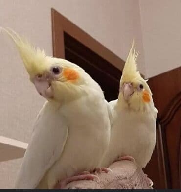 Gəmiricilər: İki ədəd ağ rəngli, yanaqlarında narıncı ləkələr olan, başında sarı — 1