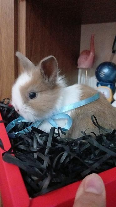 Mini dekorativ dovşan balaları - Növ: dekorativ/mini pet dovşan - — 4