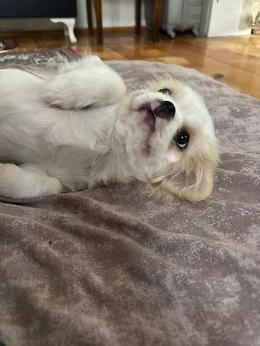 it pitpul: Pekines — 6