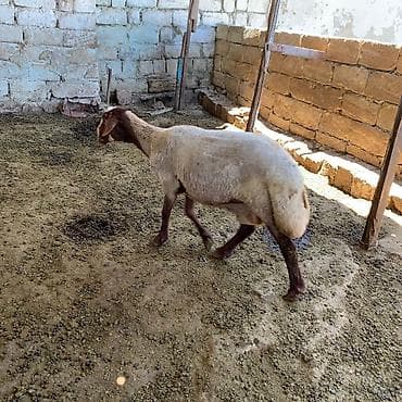 Keçilər, çəpişlər: Damazlıqa əbrəş satılır istəyən olsa yazsın 2 qarın doğub istəyən olsa — 2