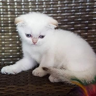 Quşlar: Şotland yastı qulaq — 1