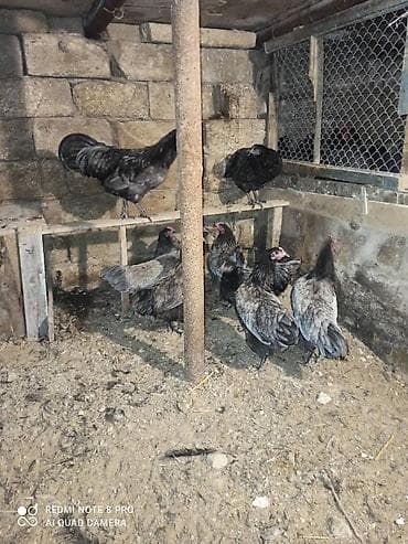 sultan papuqay satisi: Australorp yumurta satısı davam edir. qara boz rəngləri var heyvanlar — 6