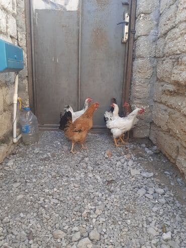 toyuga verilen adlar: Toyuq, Damazlıq — 3